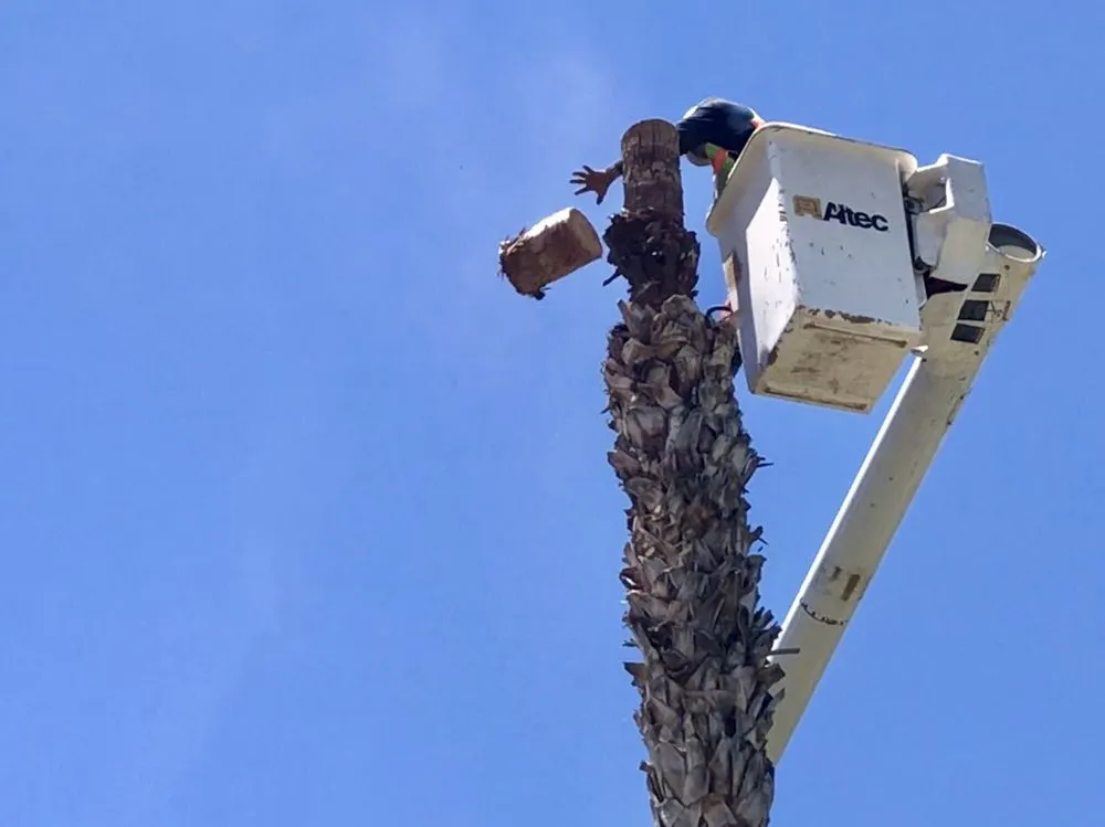 Local garden landscaping for year-round maintenance in Bakersfield, CA by Cervantes Tree Services