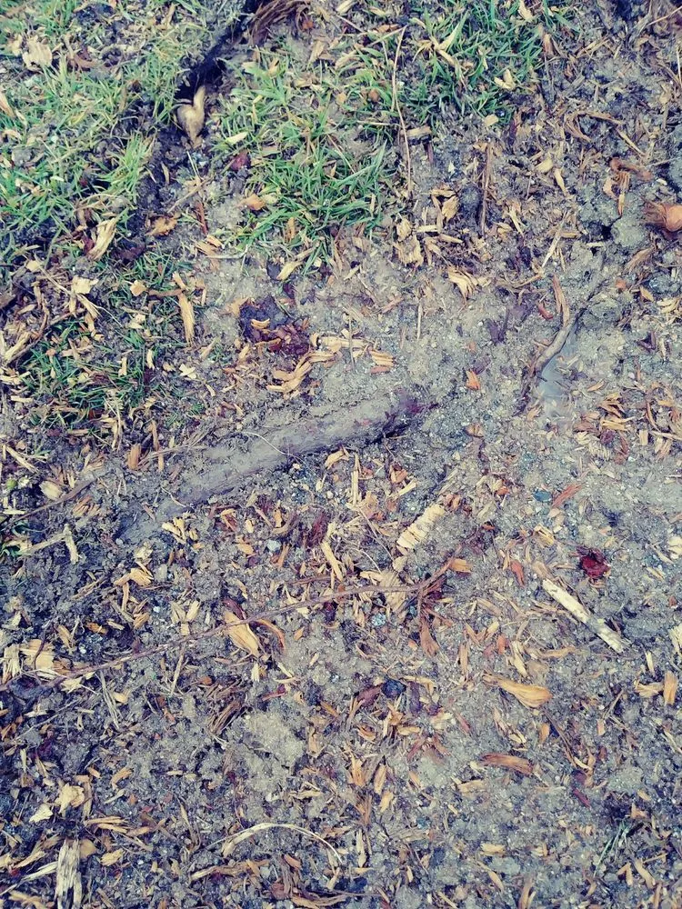 Reliable garden landscaping experts serving Bakersfield, CA - Cervantes Tree Services