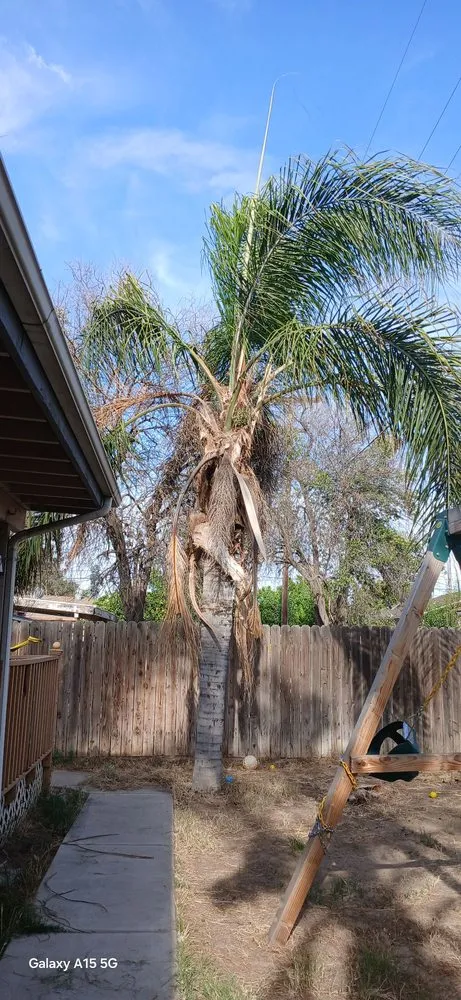 Expert yard cleanup service with custom design across Bakersfield, CA - Cervantes Tree Services