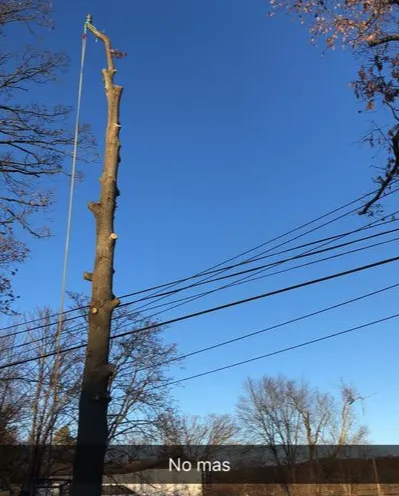 Expert residential landscaping near you across Upper Saddle River, NJ - Ces Tree Service and Landscaping