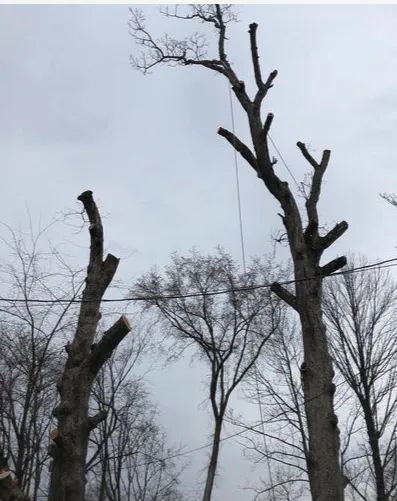 Local lawn care service in Upper Saddle River, NJ - Ces Tree Service and Landscaping