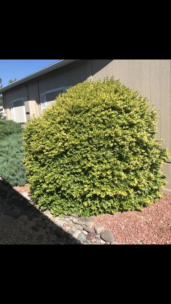 Trusted residential landscaping for residential properties across Camp Verde, AZ - Cesar & Son's Landscaping