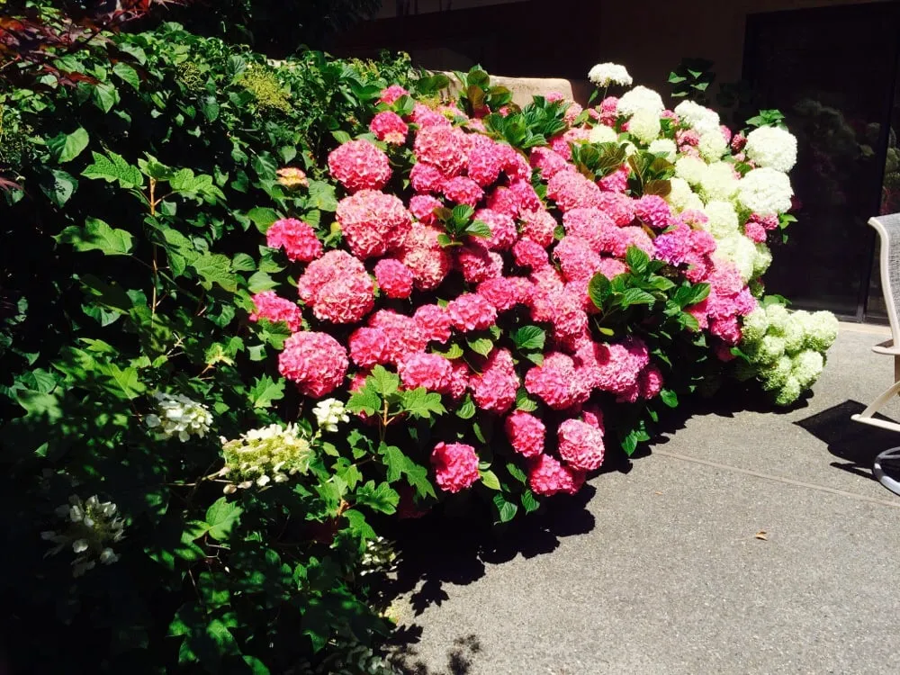 Top-rated lawn care service in Sonoma, CA - Cesar Jauregui Landscaping Maintenance