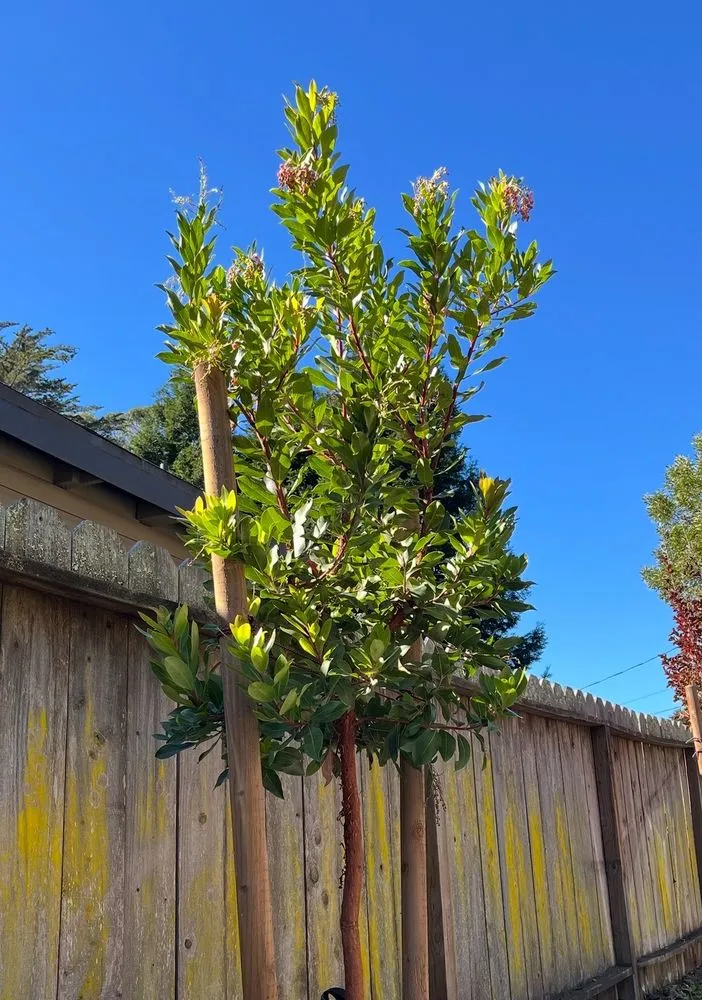 Professional lawn mowing service experts serving San Rafael, CA - Cesar Landscape