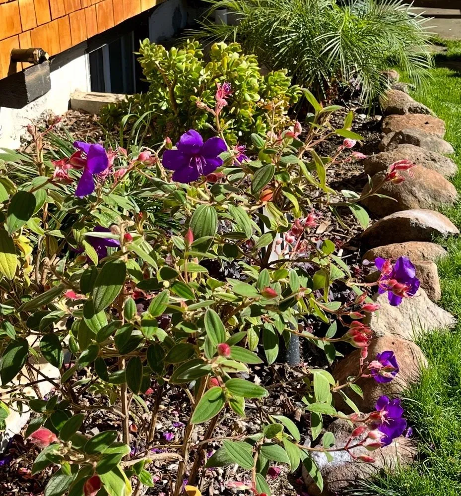 Expert residential landscaping for outdoor upgrades across San Rafael, CA - Cesar Landscape