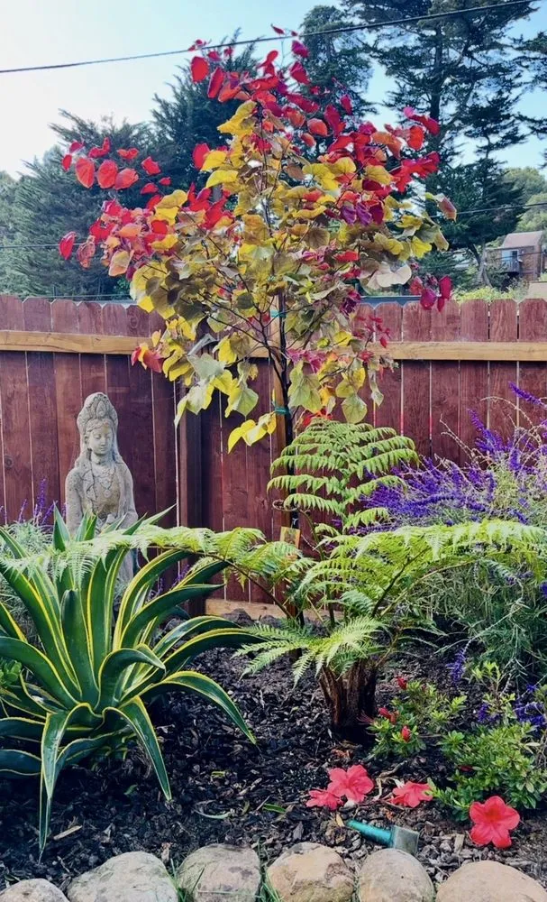 Reliable residential landscaping experts serving San Rafael, CA - Cesar Landscape
