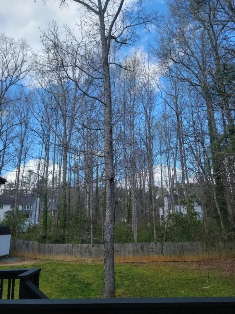 Professional yard cleanup service experts serving Winder, GA - Cesar Landscaping And Tree Services