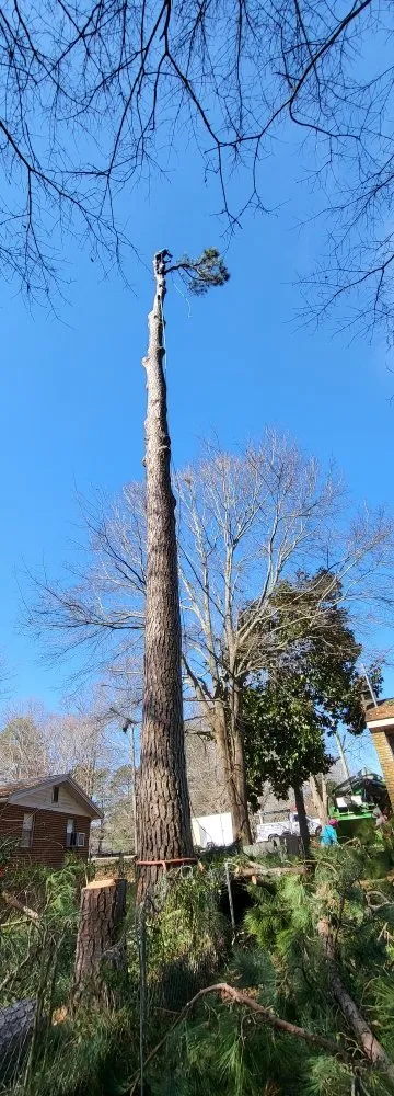 Professional yard maintenance in Winder, GA by Cesar Landscaping And Tree Services