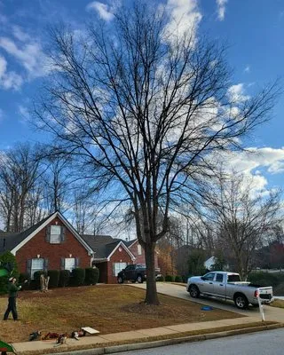 Cesar Landscaping And Tree Services Logo