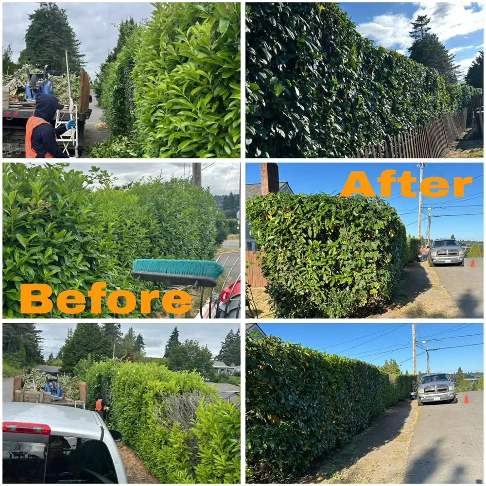 Expert lawn care service in Bremerton, WA by Cesar Lawn Maintenance & Landscaping