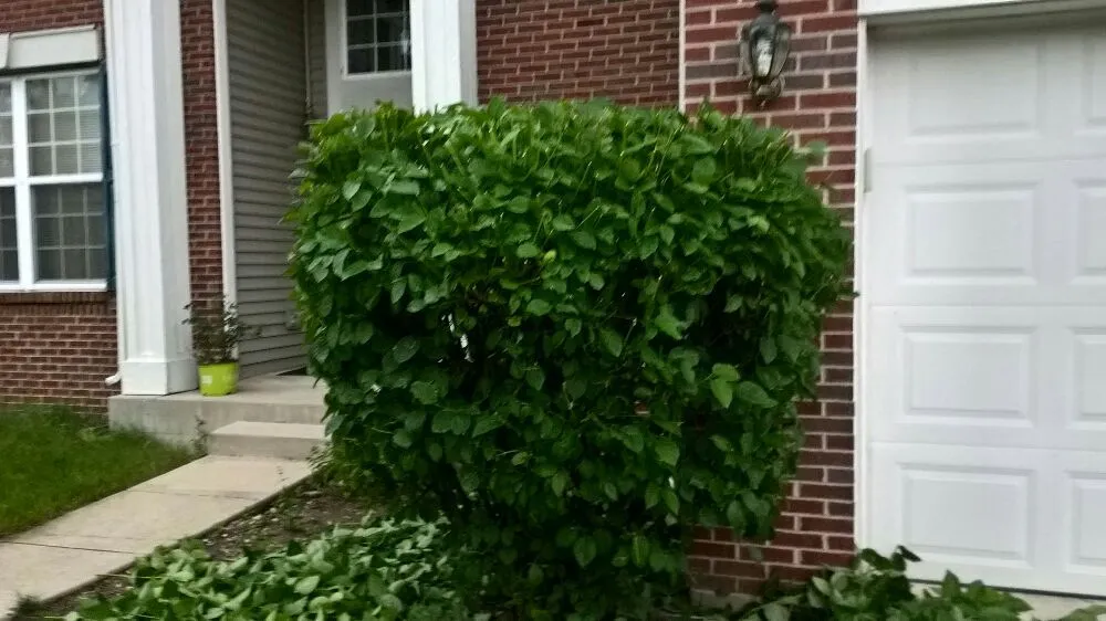 Top-rated yard maintenance in Aurora, IL by Cesar Rodriguez Landscaping