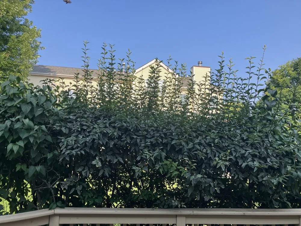 Top-rated landscape design near you across Harvard, IL - Cesar's Landscaping & Construction