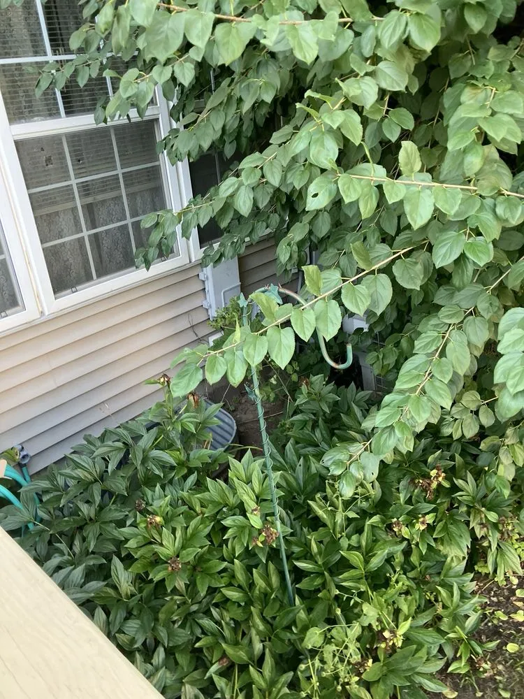 Reliable yard cleanup service in Harvard, IL by Cesar's Landscaping & Construction