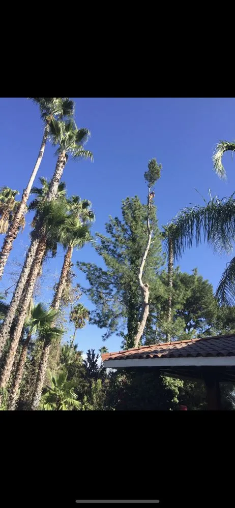 Custom yard maintenance for homes in Coto de Caza, CA by Cesar’s Landscaping