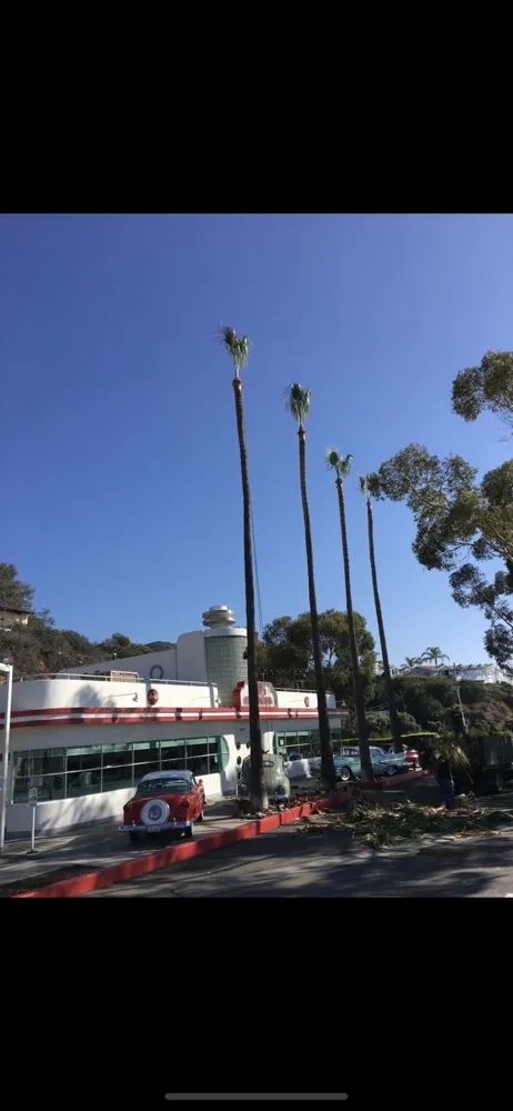 Trusted yard cleanup service in Coto de Caza, CA by Cesar’s Landscaping