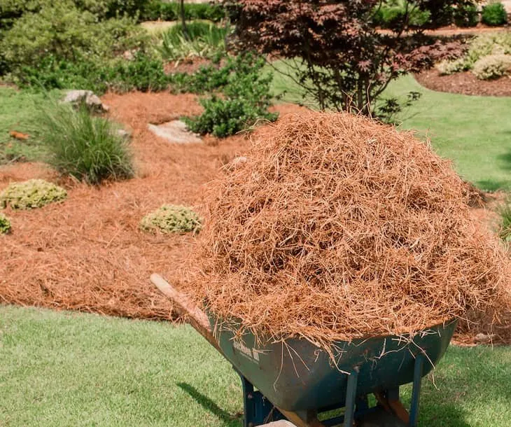 Reliable yard cleanup service in Calabash, NC - Cesar's Lawn Care