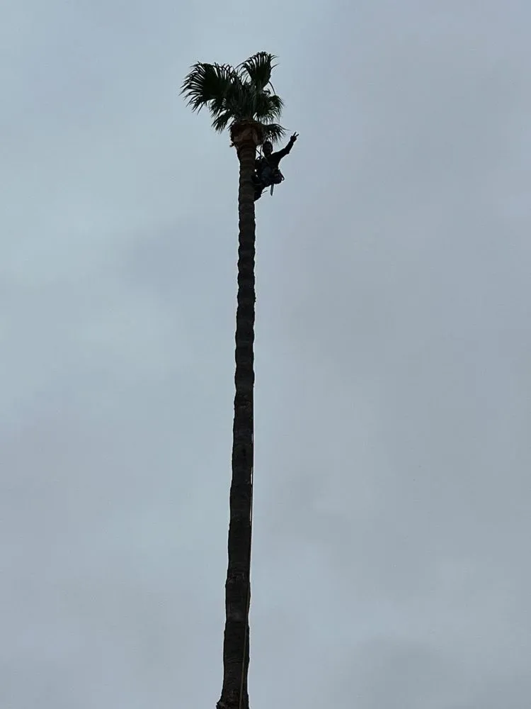 Top-rated lawn mowing service in Lynwood, CA - Cesar's Masonry