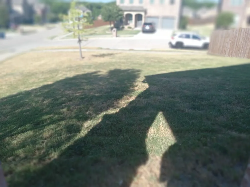 Local landscaping services in Lavon, TX - Cesar's Tree and Lawn service