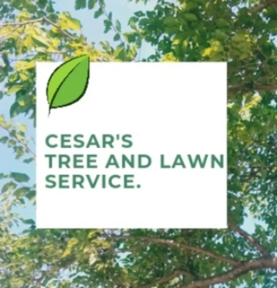 Expert residential landscaping with custom design across Lavon, TX - Cesar's Tree and Lawn service