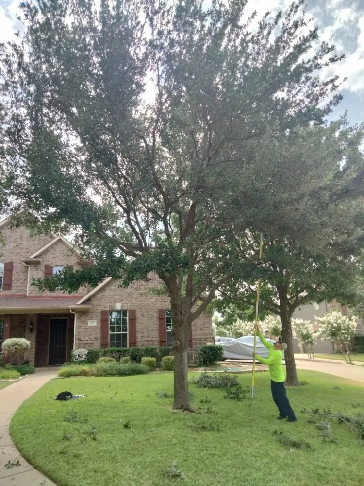 Trusted landscape installation for year-round maintenance in Lavon, TX by Cesar's Tree and Lawn service