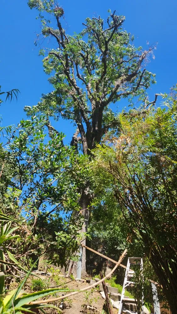 Trusted outdoor landscaping in Palos Verdes Estates, CA by Cesar's Trees Service and Landscaping