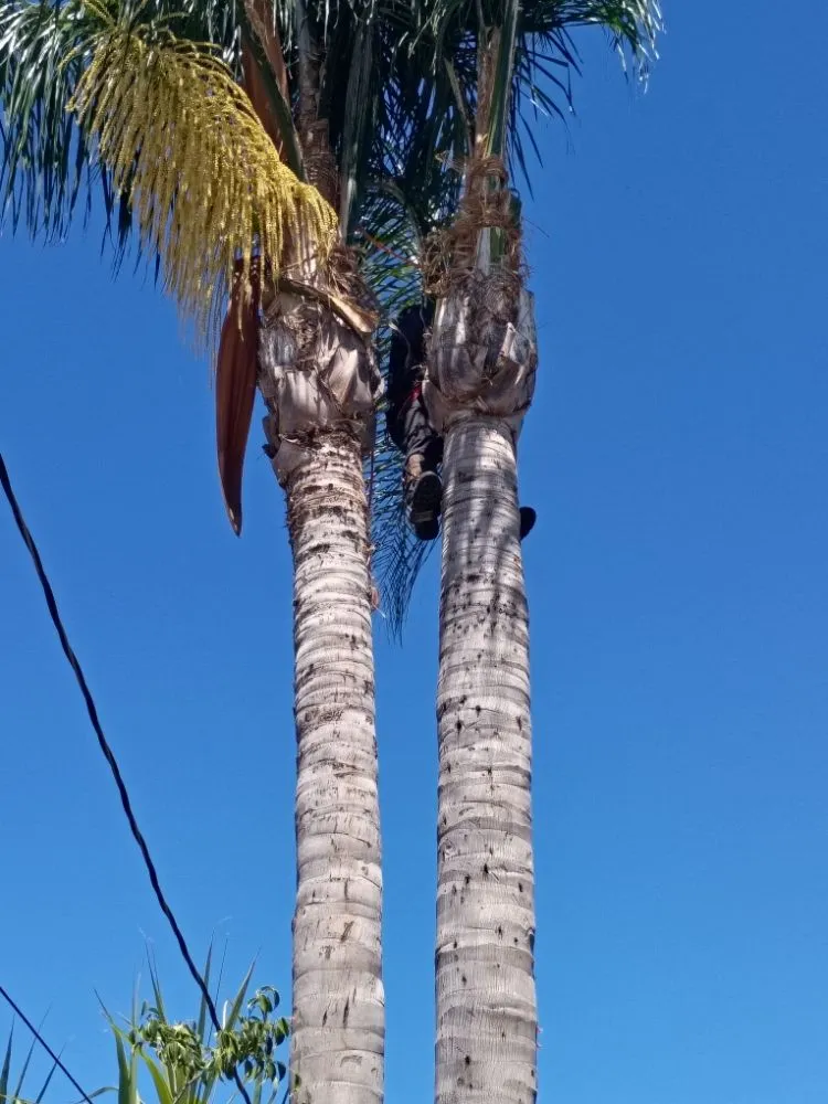 Top-rated outdoor landscaping in Palos Verdes Estates, CA by Cesar's Trees Service and Landscaping