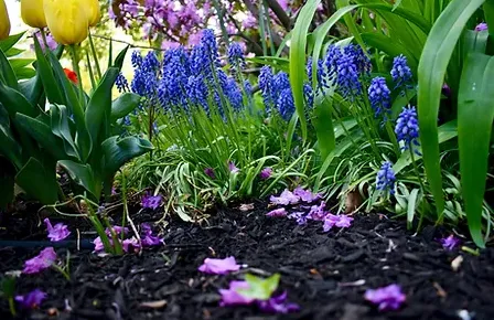 Expert landscaping services in Springfield Township, NJ by Cespedes Lawn Maintenance