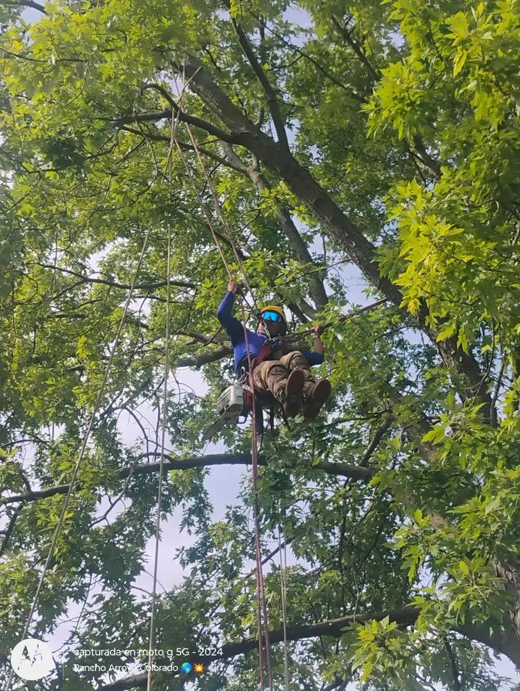 Expert landscaping services in DeKalb, IL by C&F Landscaping & Tree Trimming