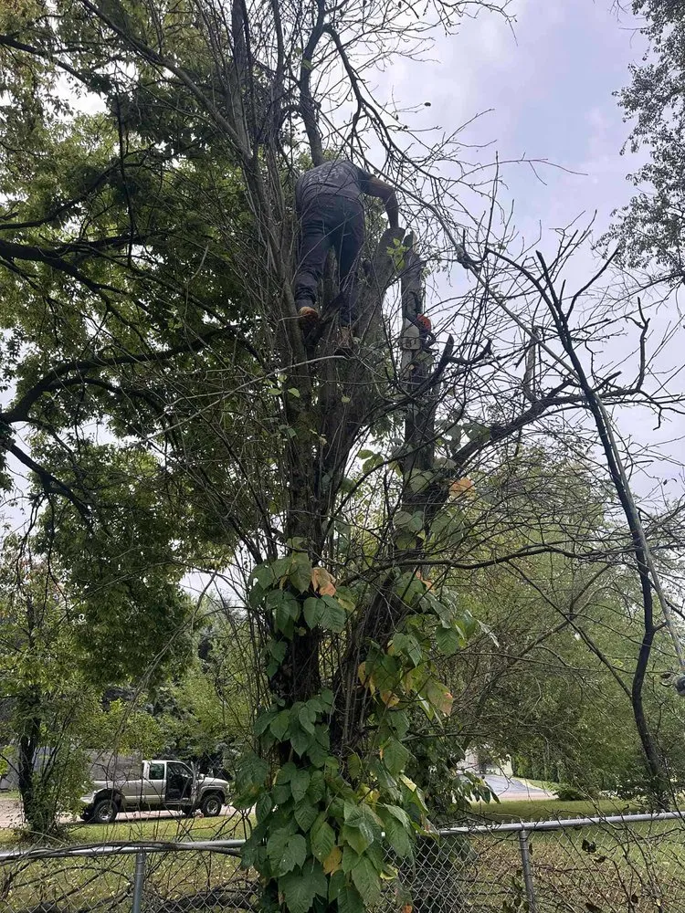 Top-rated residential landscaping in DeKalb, IL - C&F Landscaping & Tree Trimming