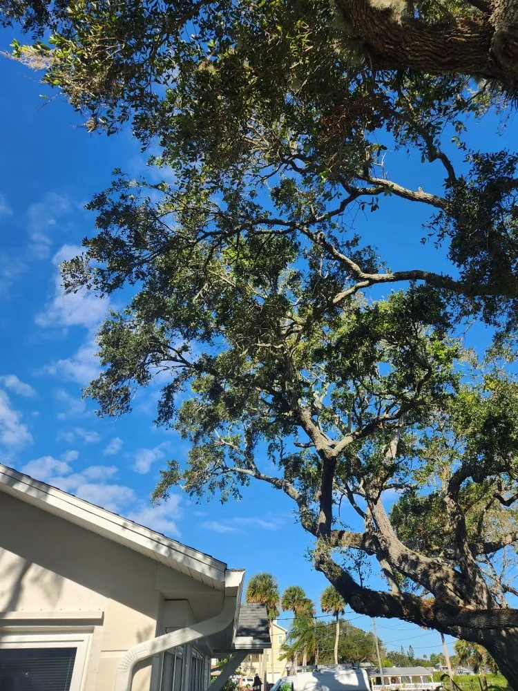 Affordable landscape installation for outdoor upgrades across DeBary, FL - CFL Property Preservation Services