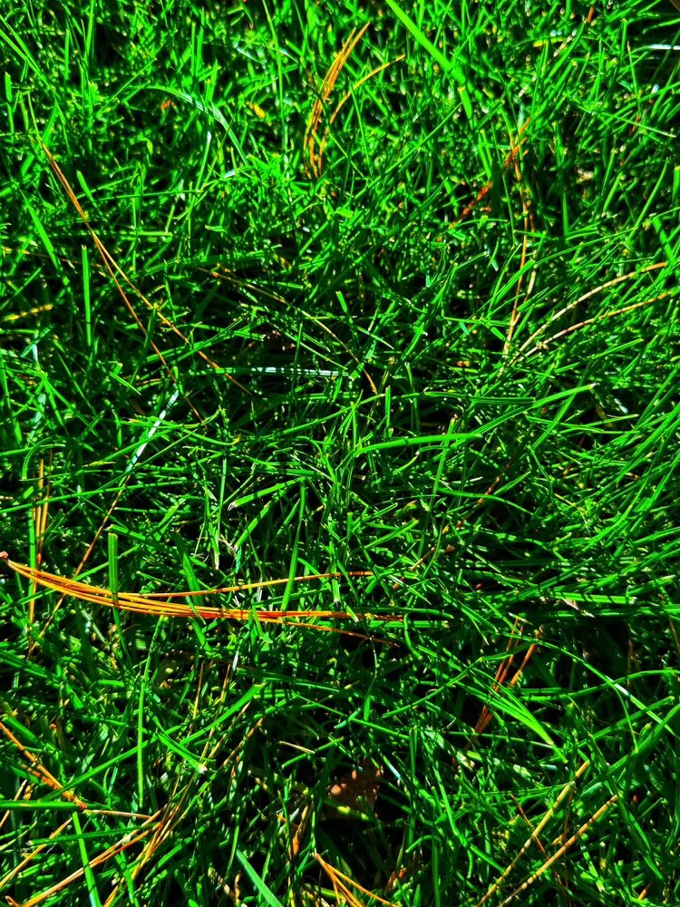 Reliable yard maintenance experts serving Providence, RI - CG & J Landscaping