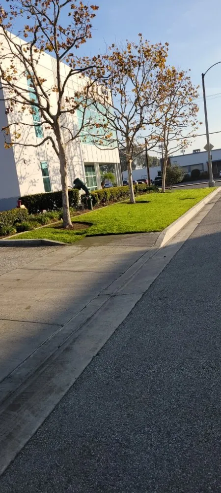 Local yard cleanup service near you across Anaheim, CA - CG Landscape