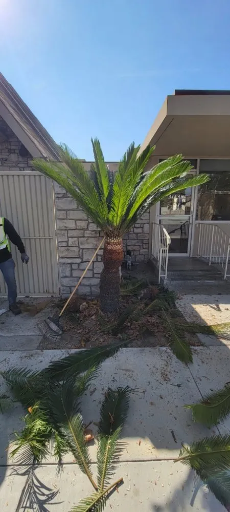 Professional landscape installation in Anaheim, CA - CG Landscape