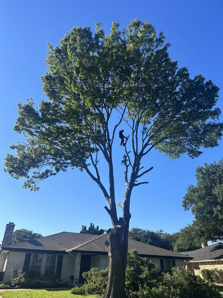 Affordable landscape installation in North Richland Hills, TX by C&G Landscaping