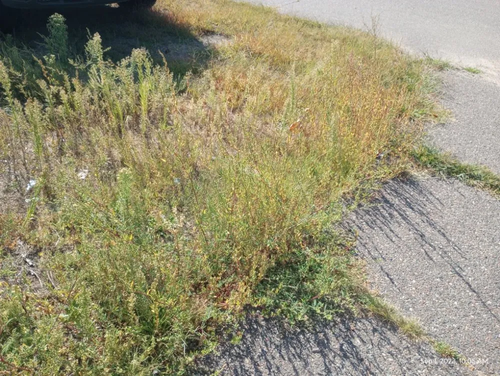 Custom yard maintenance in Little Falls, MN - CG Mowing