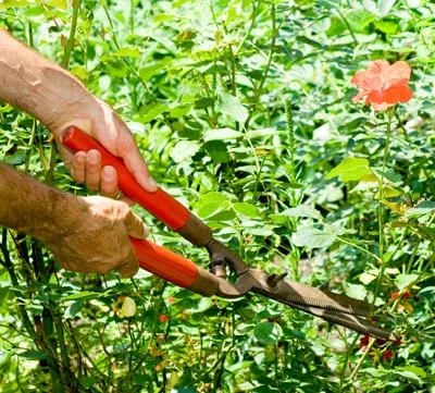 Expert landscaping services experts serving Gardena, CA - CG Tree And Landscape