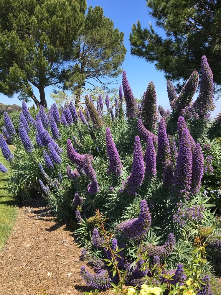 Custom outdoor landscaping for beautiful yards across Gardena, CA - CG Tree And Landscape