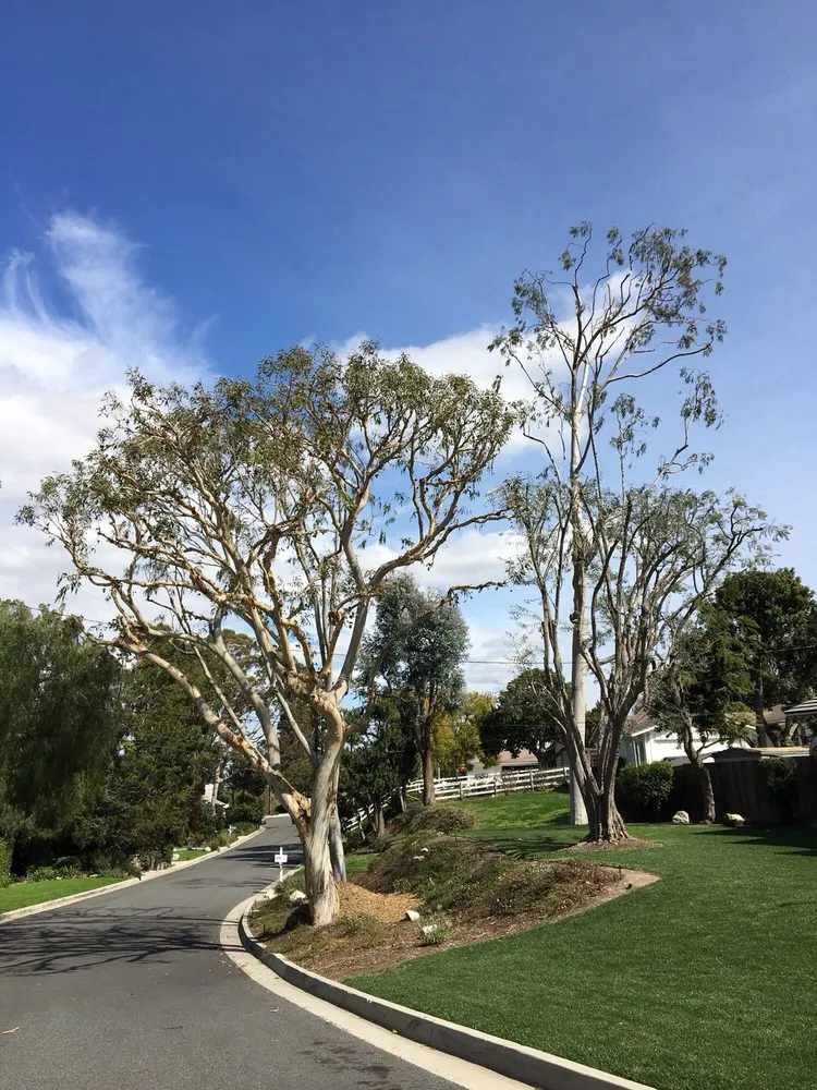 Affordable landscaping services in Gardena, CA - CG Tree And Landscape