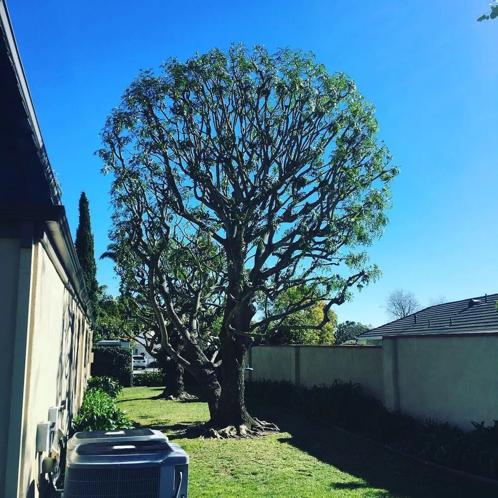 Affordable residential landscaping for beautiful yards across Gardena, CA - CG Tree And Landscape