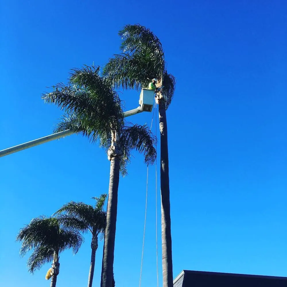 Professional landscaping services in Gardena, CA - CG Tree And Landscape