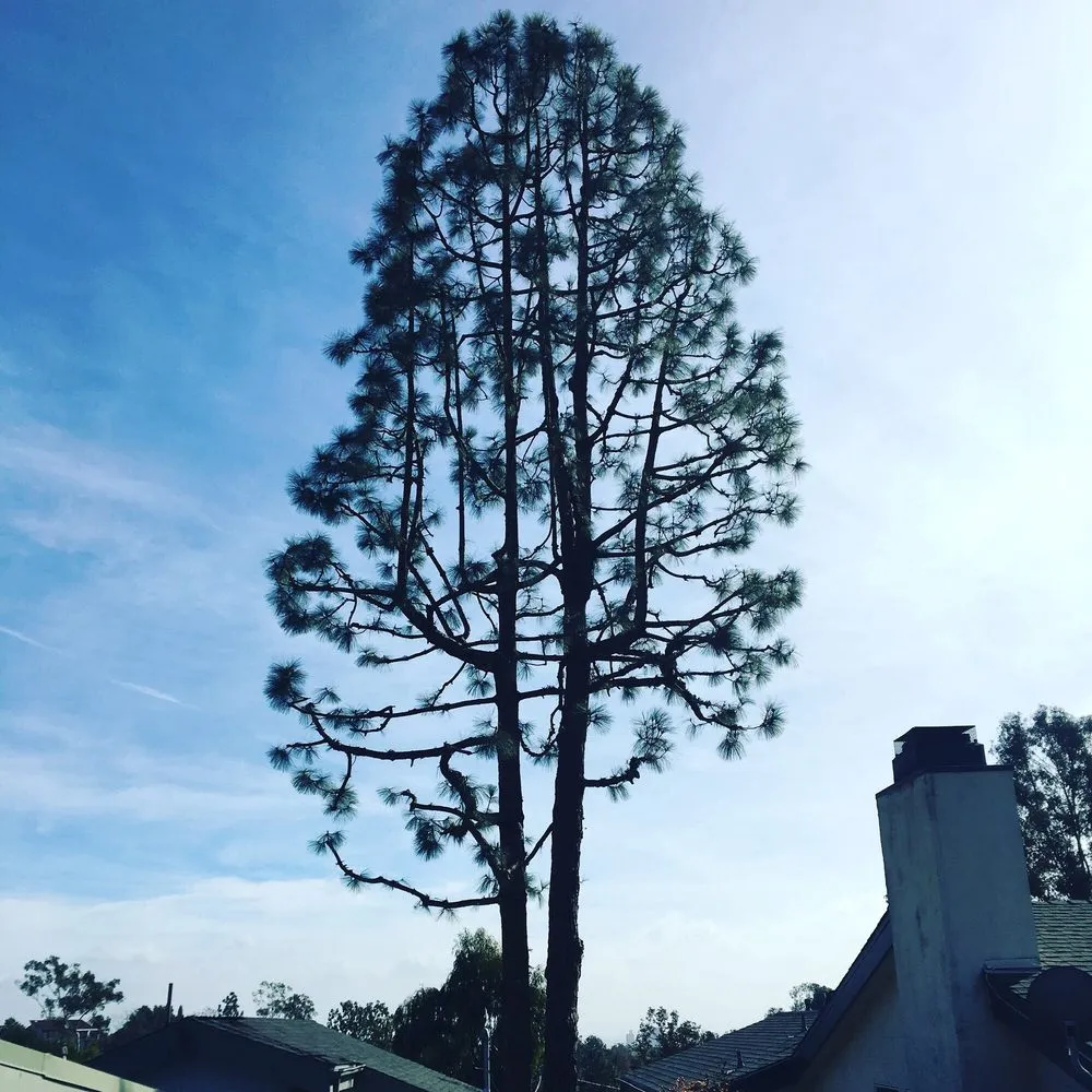 Trusted garden landscaping for year-round maintenance across Gardena, CA - CG Tree And Landscape