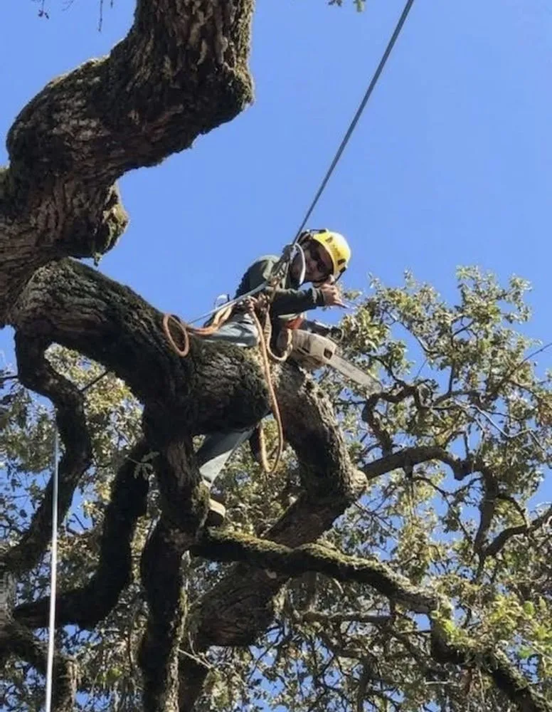 Local residential landscaping in Lake County, CA by C&G Tree Pros