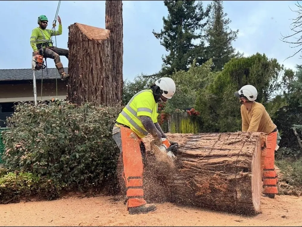 Trusted landscaping services in Lake County, CA - C&G Tree Pros