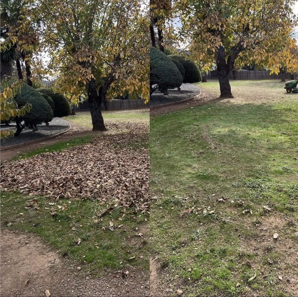Expert landscaping services for year-round maintenance in Lake County, CA by C&G Tree Pros