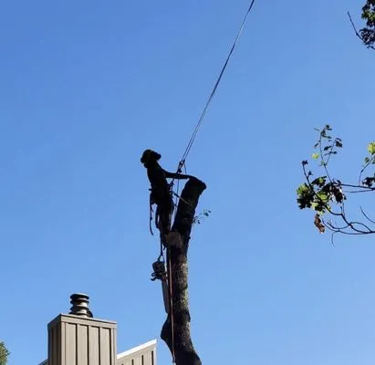 C&G Tree Pros