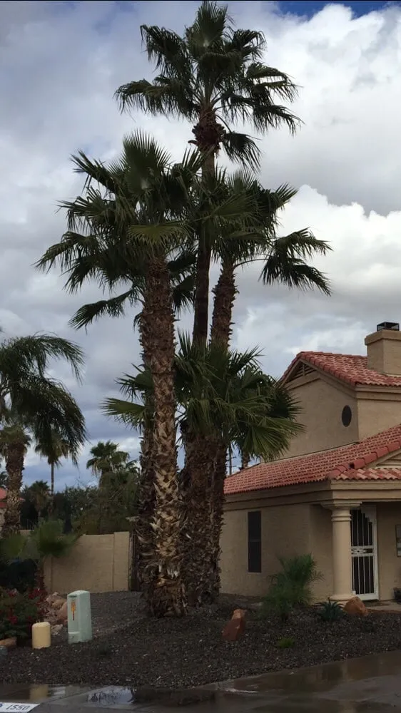 Top-rated outdoor landscaping for outdoor upgrades in Chandler, AZ by CGL Landscaping