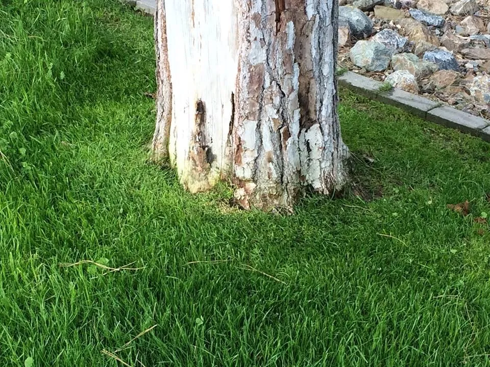 Expert yard maintenance for year-round maintenance in Chandler, AZ by CGL Landscaping