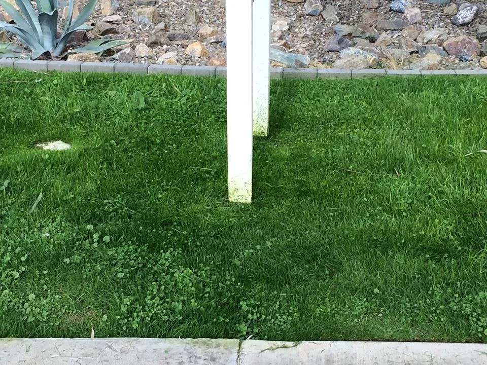 Top-rated residential landscaping for year-round maintenance across Chandler, AZ - CGL Landscaping