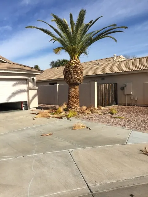 Top-rated lawn mowing service in Chandler, AZ by CGL Landscaping