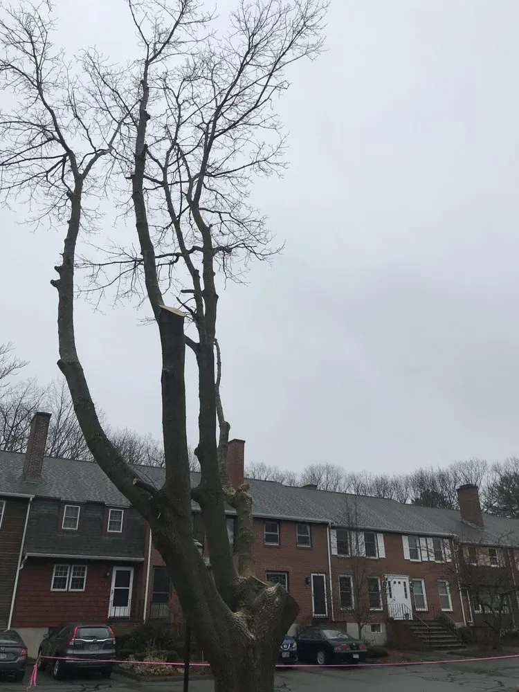 Expert landscaping services for beautiful yards in Swampscott, MA by CGP Landscaping